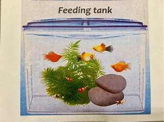 Bể cá mini betta box