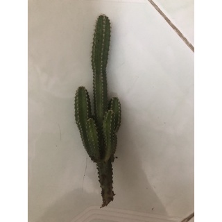 Cành xương rồng núi mini