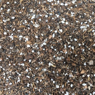 (giá tốt) Đất đặc biệt chuyên trồng sen đá, xương rồng, cây cảnh để bàn 1 KG