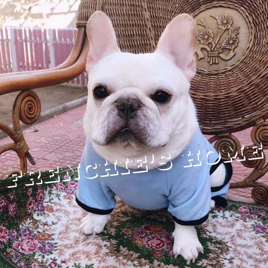 BỘ BODYSUIT "MẶT BULL PHÁP FRENCH BULLDOG HỒNG & XANH" CHO CHÓ BULL/PUG ( FRENCHIE'S BODYSUIT ) | BigBuy360 - bigbuy360.vn