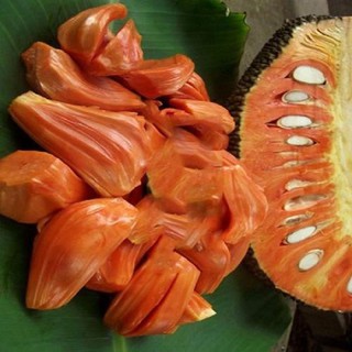 Cây giống mít ruột đỏ