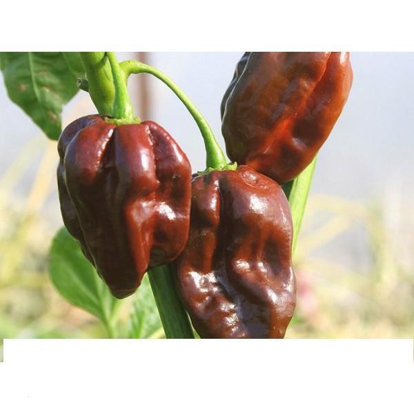 5 Hạt Giống Ớt Cay Habanero Scoville Giống Ớt Cay Nhất Thế Giới Giống Nhập Ngoại 5 Màu  KHUYẾN MẠI SHOP MỚI HẠ GIÁ SỈ