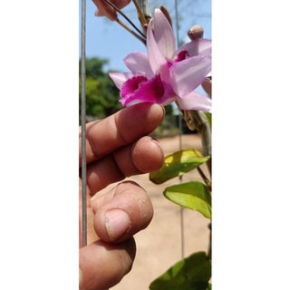 phong lan Phi điệp, giả hạc xổ số đột biến