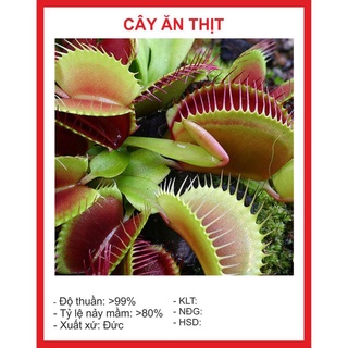 Hạt giống Cây Bắt Mồi 15 Hạt hạt giống bốn mùa