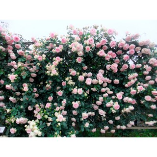 Gốc hoa hồng leo pháp đủ màu