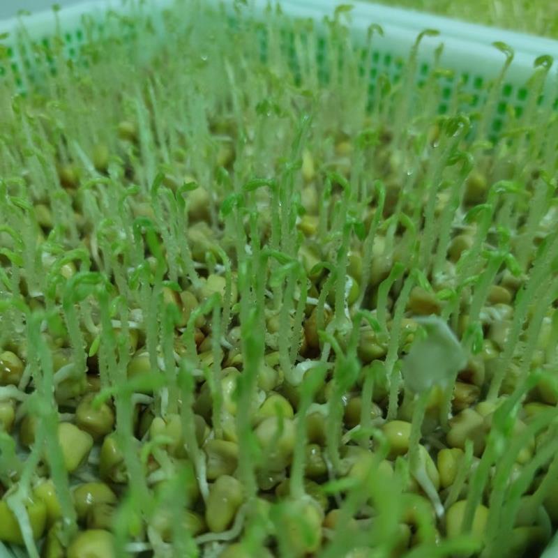 HẠT GIỐNG MẦM ĐẬU HÀ LAN KHÔNG CÓ CHẤT BẢO QUẢN-(Gói 1kg)
