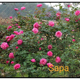 combo 10 cành chiết sapa