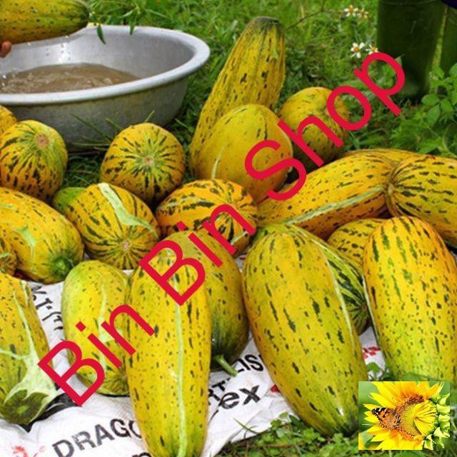 Hạt giống Dưa lê quả dài Yang Jiao Mi F1 - Dưa lê chuối GÓI 20 HẠT