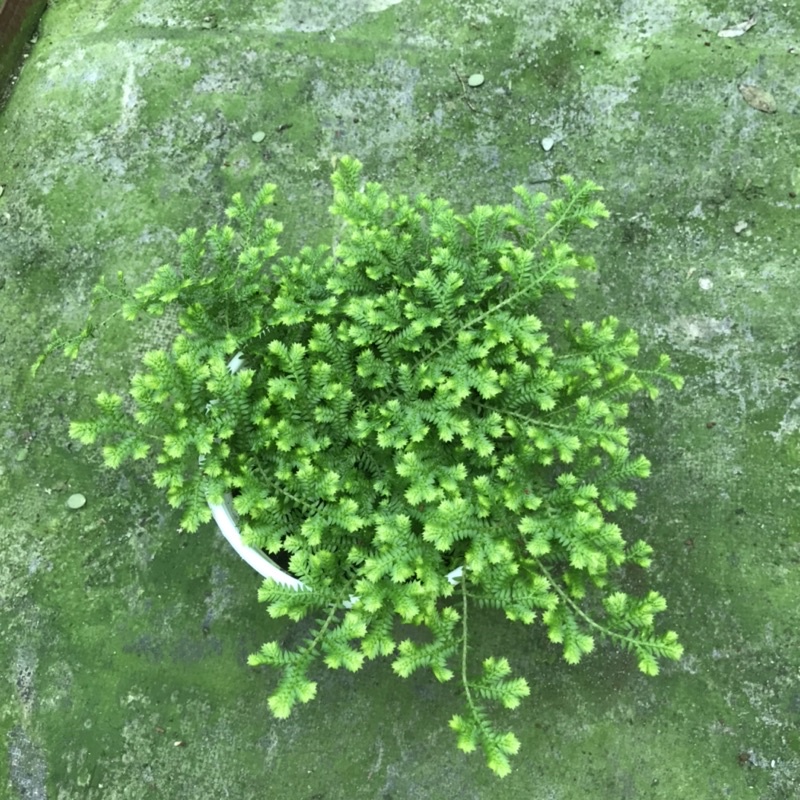 Chậu rêu san hô