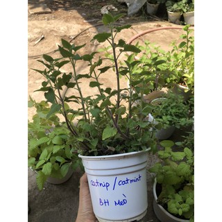 Chậu cây Bạc Hà Mèo - Catnip - Cat Mint