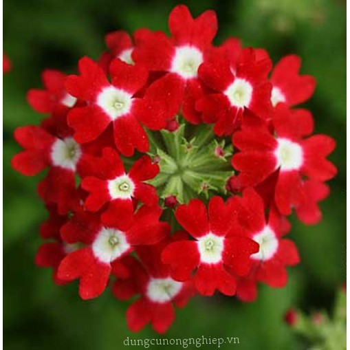 Hạt giống hoa vân anh  Nhiều màu - gói 50 hạt