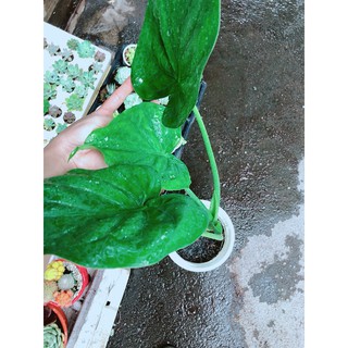 Cây Môn Tai Phật