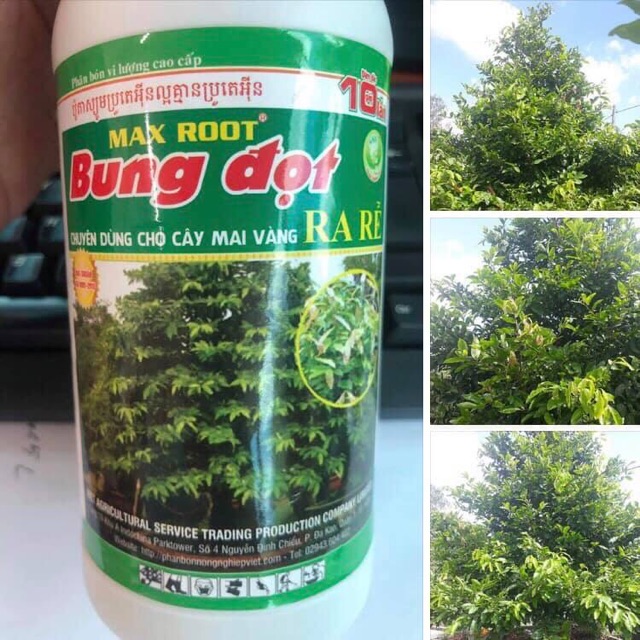 Thuốc bung đọt cho mai