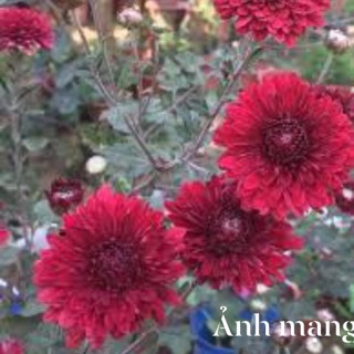 Cây cúc cổ sơn la (10 bầu)