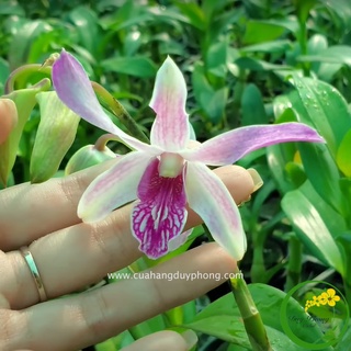HOA LAN DENDRO NẮNG – URAWAN | Lưỡi hoa siêu độc lạ