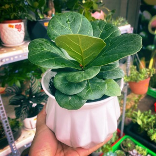 Bàng singapore mini để bàn
