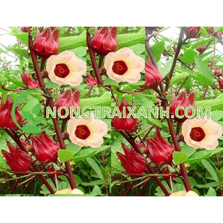 50h - hạt giống atiso đỏ/ bụp giấm