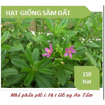 Hạt giống rau sâm đất
