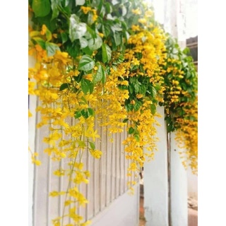 02 cây giống cây lan hoàng dương siêu phẩm leo giàn sp6