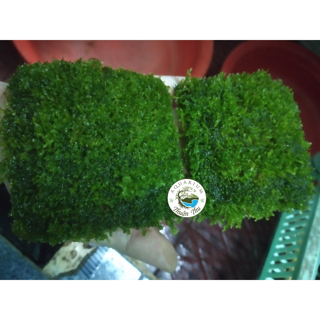 Rêu Minitaiwan thủy sinh chuẩn đẹp dán đá_lũa hàng chuẩn đẹp full lá nước