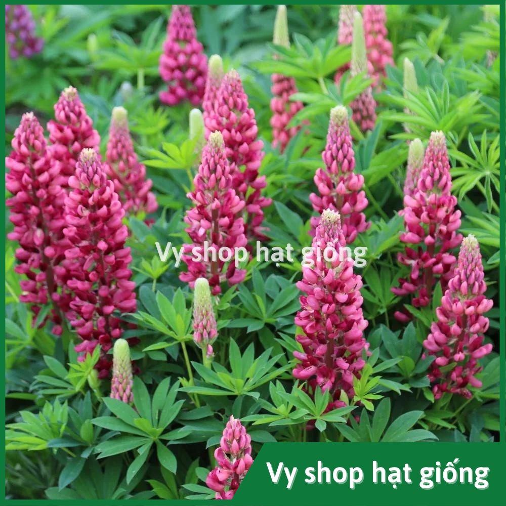 Hạt giống hoa đậu Lupin - Lupinus Micranthus mix màu gói 50 hạt