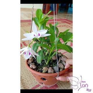 Lan Phi Điệp 🍀FREESHIP🍀 5 Cánh Trắng Phú Thọ [ Ươm Kie ]