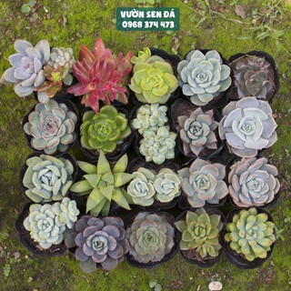 Combo 20 sen đá ngẫu nhiên 5-7cm