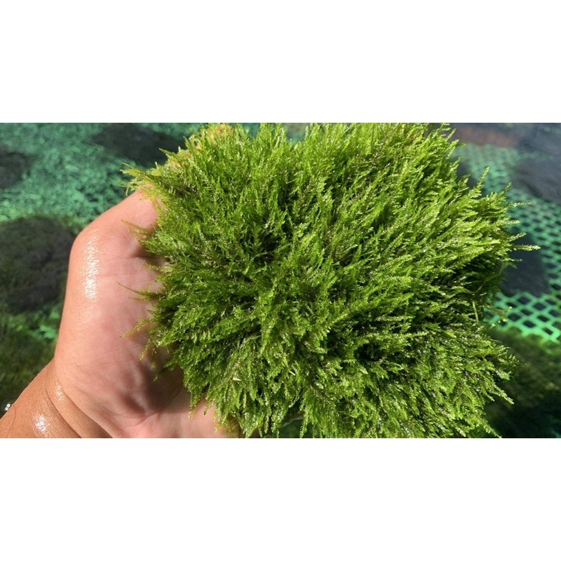 Rêu thuỷ sinh mini taiwan | Pelia | weeping Sin | us fiss | flame | mini spinky | cây thuỷ sinh dễ trồng không cần co2