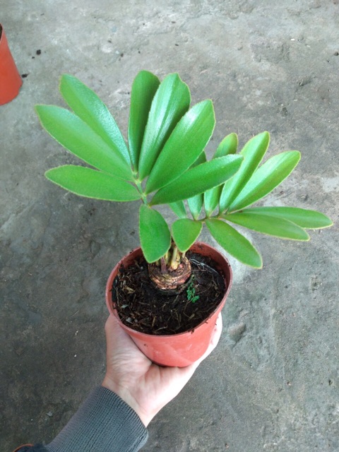 THIÊN TUẾ MÊXICO