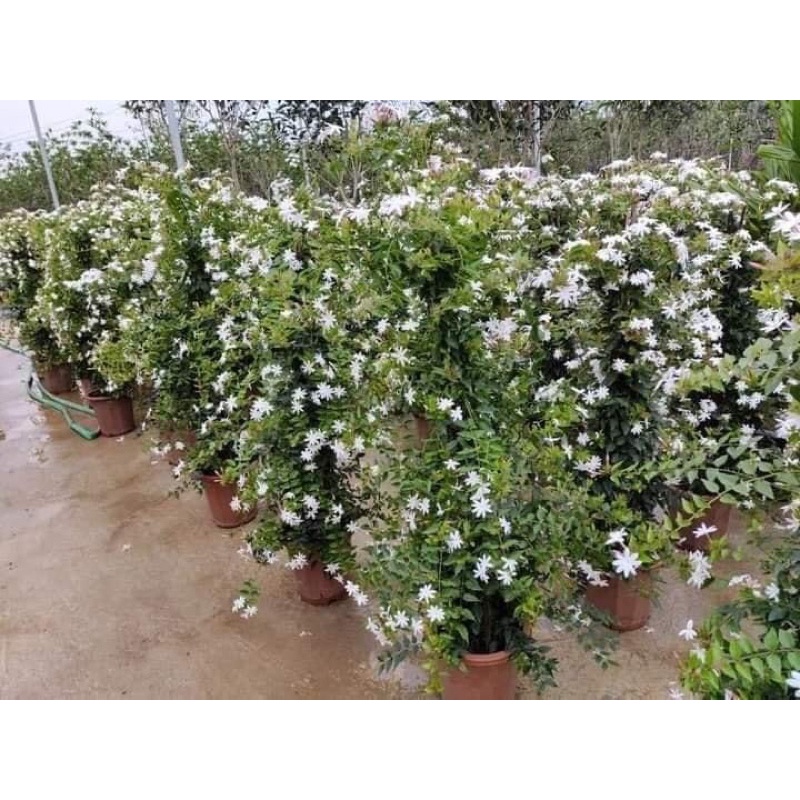 Nguyệt quế leo hoa trắng thơm mát chỉ từ 120k