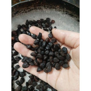 12 Hạt Dổi Nếp Cổ Thụ Thơm Ngon Bibivina