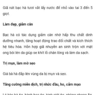 Cây bạc hà( 3 cây)