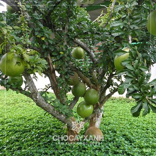 CÂY GIỐNG CÂY ĐÀO TIÊN (ĐÀO TRƯƠNG SINH)