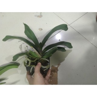 Ngọc điểm hoa tết