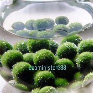 Tảo cầu Marimo - Tảo thuỷ sinh may mắn Nhật Bản🌸🍀