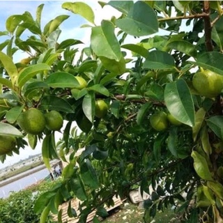 Trái bình bát tươi { quả bình bát} 1kg