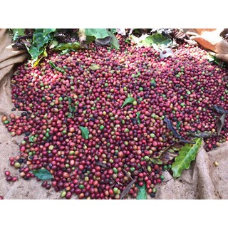 Cà phê rang mộc 100% Robusta gói 500gr