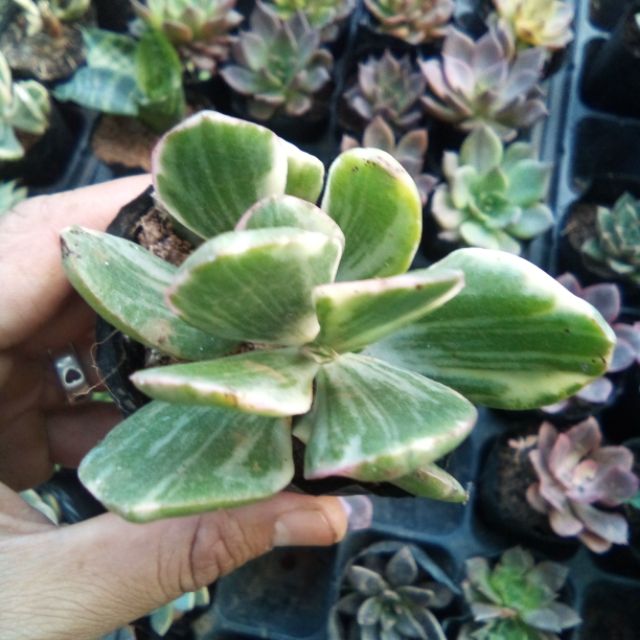 Sen đá thạch bích cẩm thạch