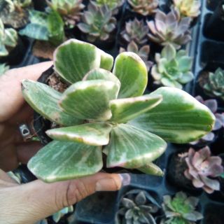 Sen đá thạch bích cẩm thạch