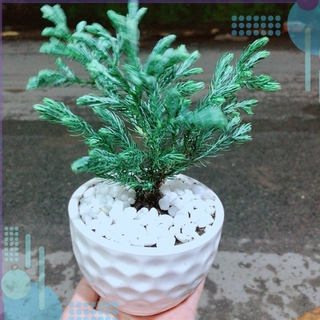 Chậu Cây Tuyết Tùng