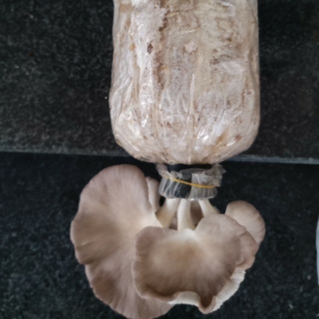 Phôi nấm bào ngư xám