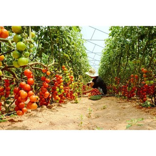 Combo 2 Gói Hạt Giống Cà Chua Chuỗi Ngọc