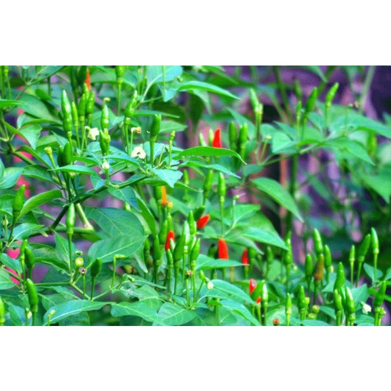 Trái Ớt bay  - 50g