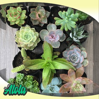 Combo 12 Sen đá ngẫu nhiên (Sen bầu 3-7 cm)