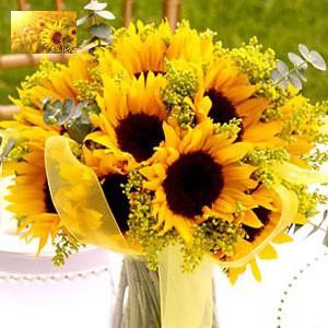 Hạt Giống Hoa Hướng Dương Vàng Cao  - MUA 3 TẶNG 1 CÙNG LOẠI