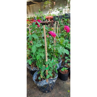 Hoa hồng chậu tường vi