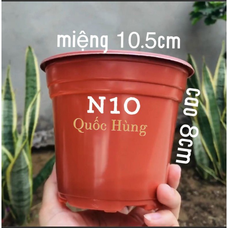 Chậu nhựa trồng cây