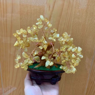 Cây tài lộc nhiều màu