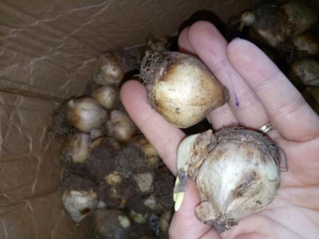 Củ hoa nho lục bình