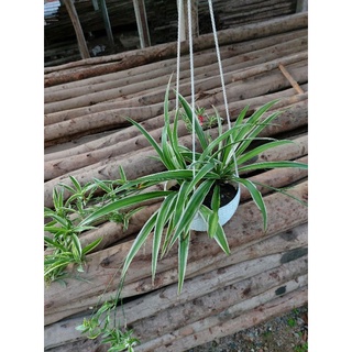 Cỏ Lan Chi lá dài, bụi 1 cây